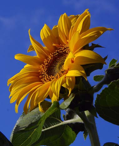 sunflowers-in-the-bucket3